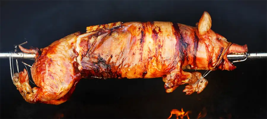 hollands speenvarken kopen